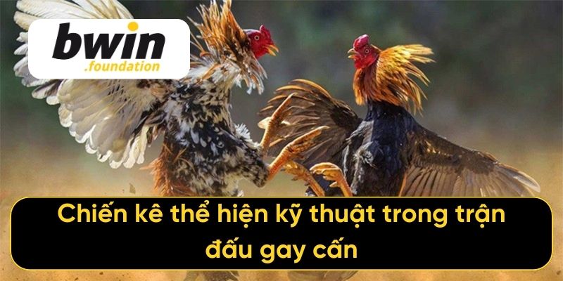 Chiến kê thể hiện kỹ thuật trong trận đấu gay cấn