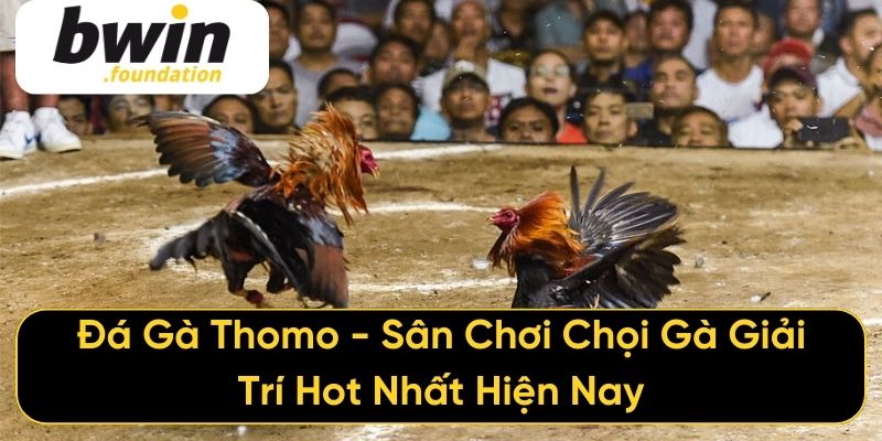 Đá Gà Thomo - Sân Chơi Chọi Gà Giải Trí Hot Nhất Hiện Nay