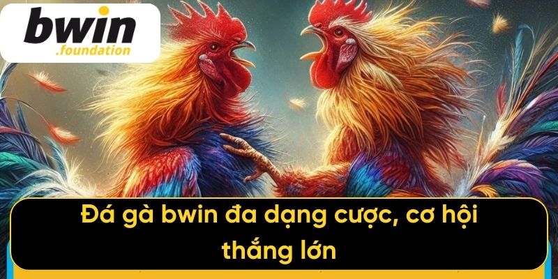 Đá gà bwin đa dạng cược, cơ hội thắng lớn
