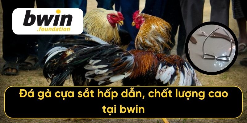 Đá gà cựa sắt hấp dẫn, chất lượng cao tại bwin