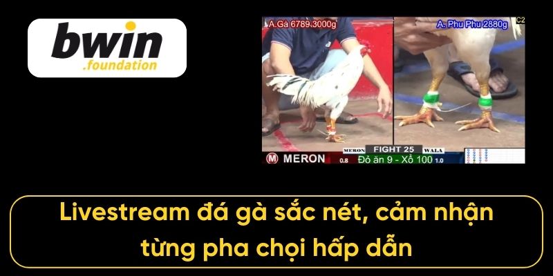 Livestream đá gà sắc nét, cảm nhận từng pha chọi hấp dẫn
