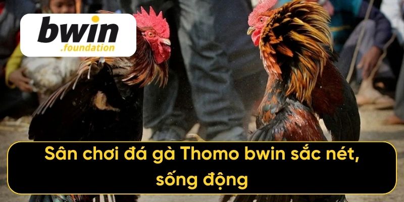 Sân chơi đá gà Thomo bwin sắc nét, sống động