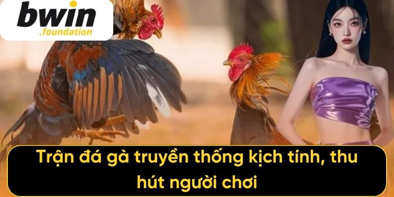 Trận đá gà truyền thống kịch tính, thu hút người chơi
